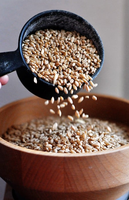 a measuring cup dumping wheat kernels in the hopper of a grinder