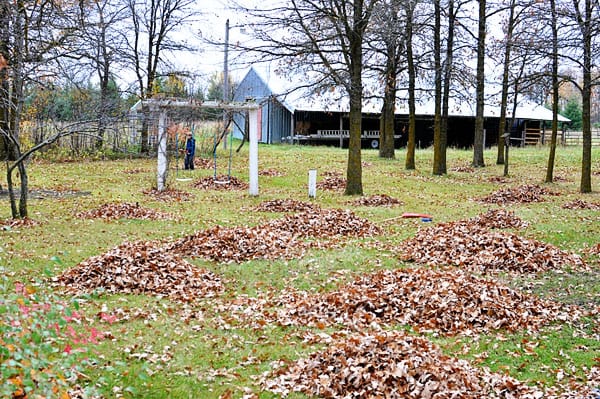 a large yard with piles of leaves