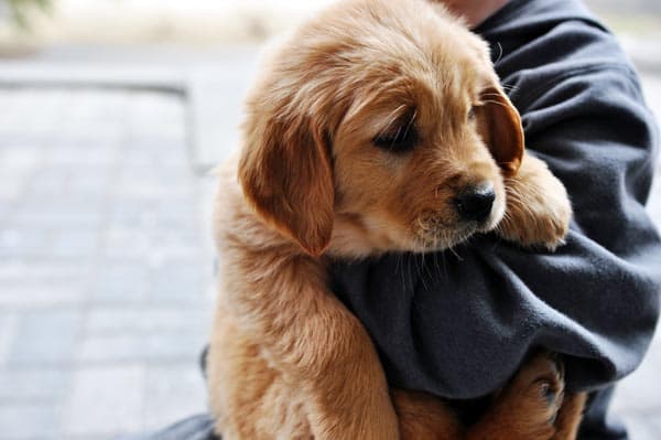 a child holding a golden retriever puppy