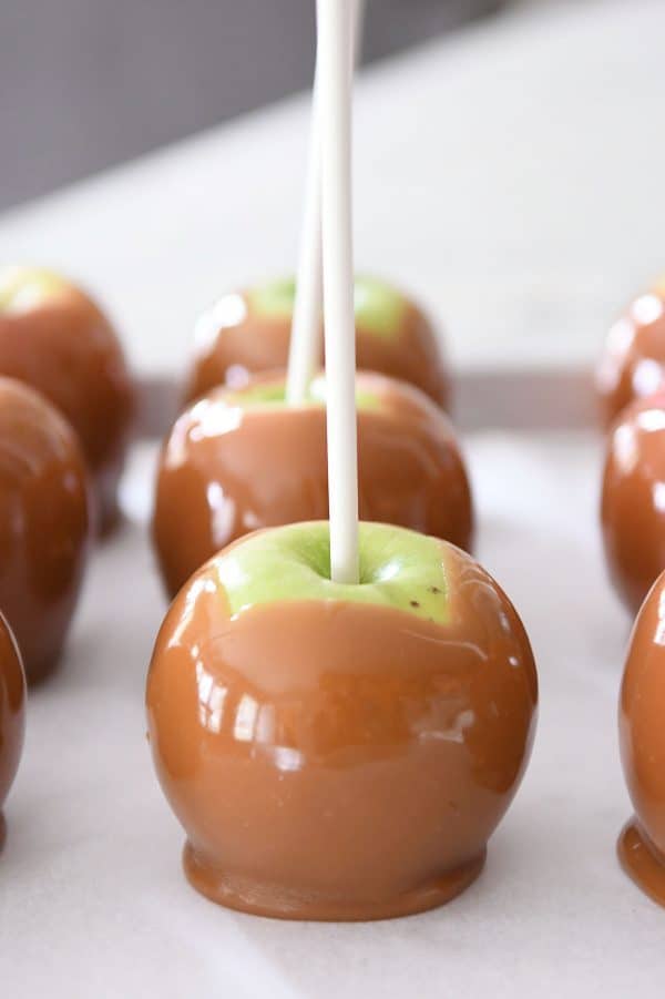 Sheet pan full of homemade caramel apples, undecorated.