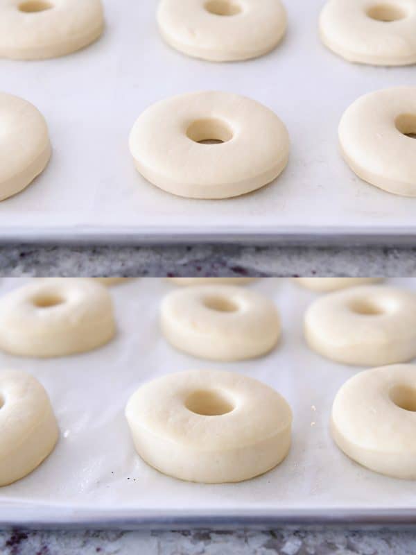 donuts rising on parchment lined baking sheets