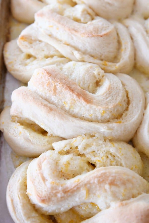 Baked but unfrosted homemade orange sweet rolls on sheet pan.