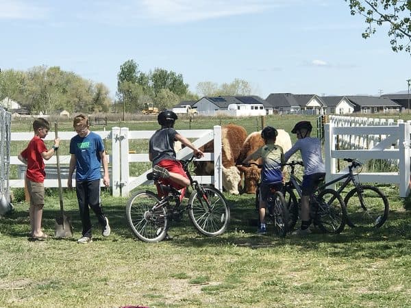 boys riding bikes with helmets and cows eating grass