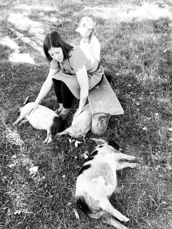 petting kunekune pigs in pasture