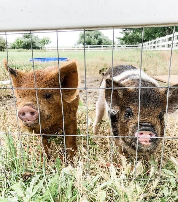 two kunekune pigs by fence