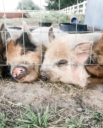 four kunekune pigs