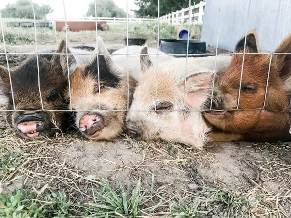 four kunekune pigs 