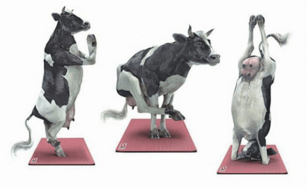 cow yoga poses