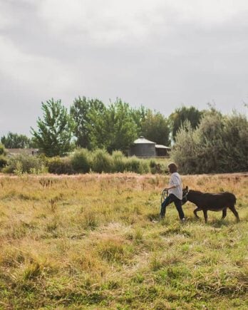 woman walking two miniature donkeys in pasture