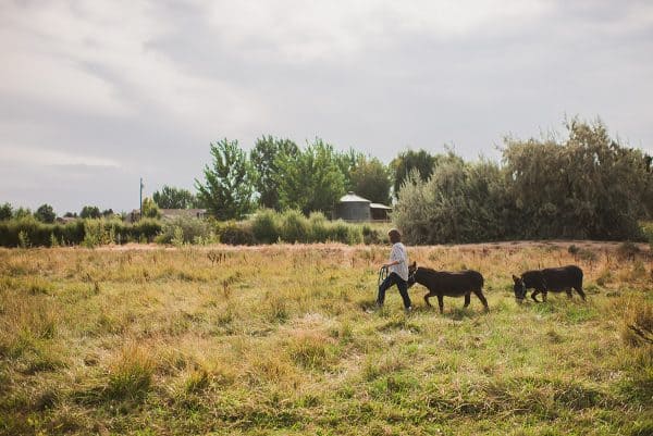 woman walking two miniature donkeys in pasture