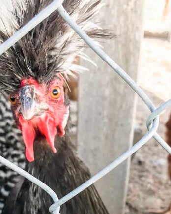 polish chicken chain link fence