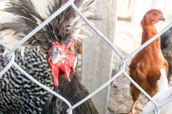 polish chicken chain link fence