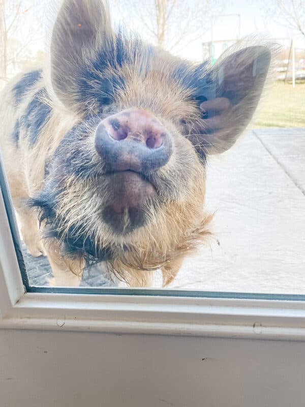 pig looking through back window