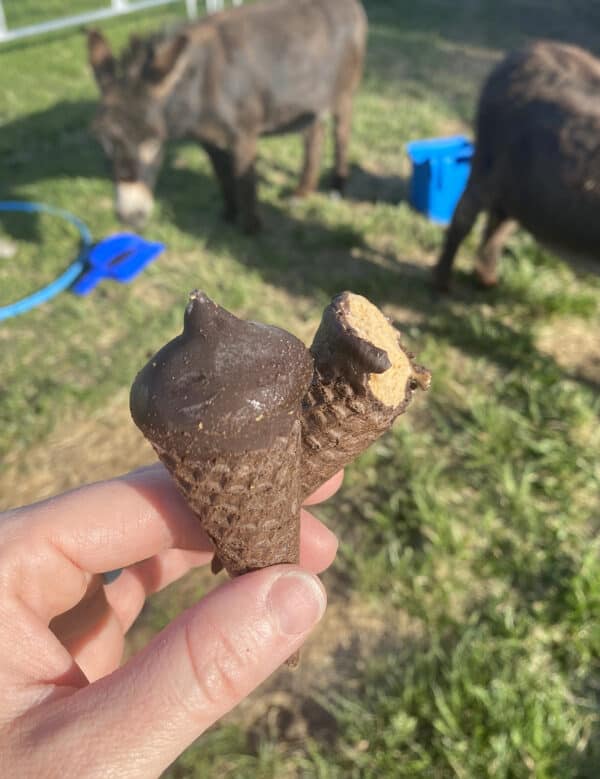 two mini ice cream cones in pasture with miniature donkeys