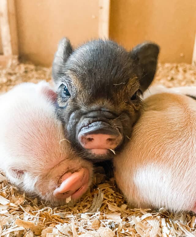 Three piglets laying in straw.