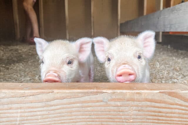 Two pink piglets starting at the camera.