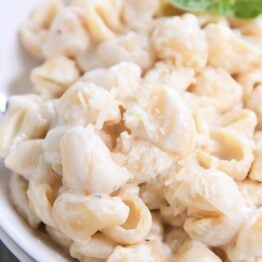 spoon scooping up pasta shells in creamy alfredo sauce in white bowl