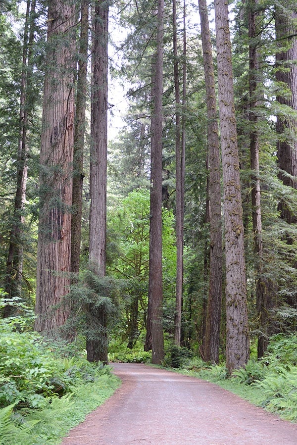 A picture of a path through the Redwood Forest.