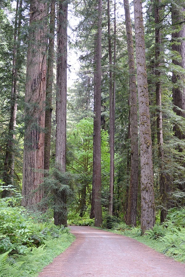 lazy girl’s guide to the redwood national forest