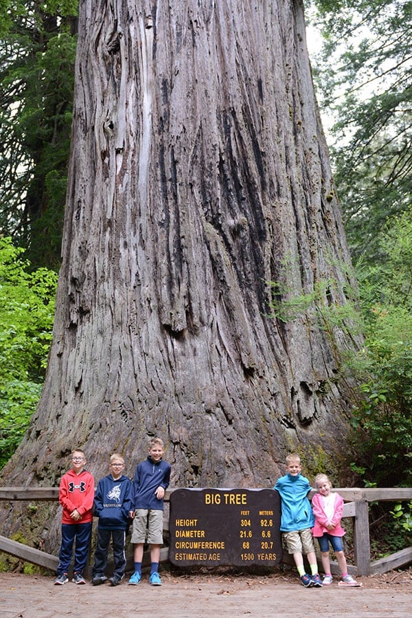 Five kids standing by Big Tree at Prairie Creek State Park.