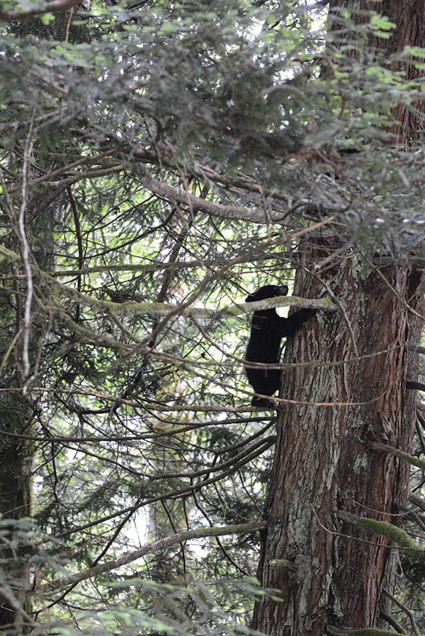 Bear cub climbing a tree.