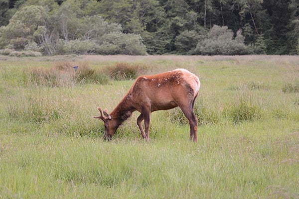 Elk eating in a meadow.