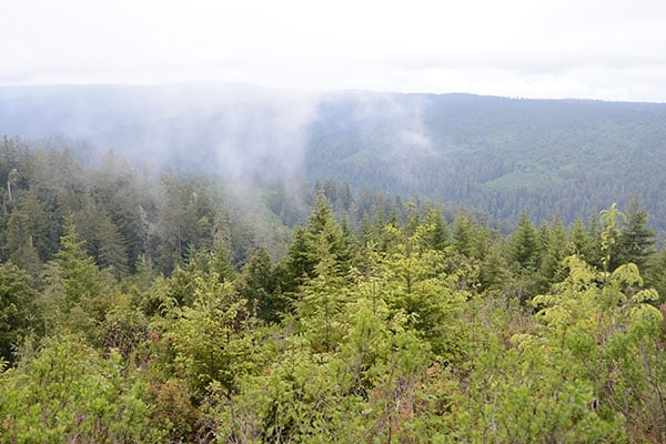 Beautiful outlook in Redwood National Forest