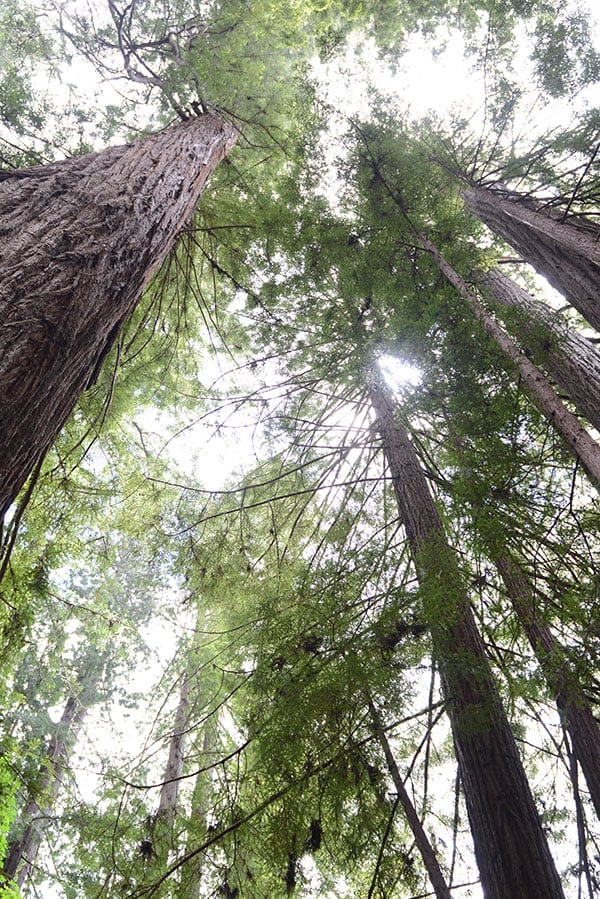 A picture of Redwood trees.