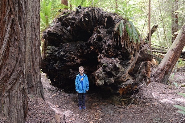 A little boy standing in front of a large felled tree.