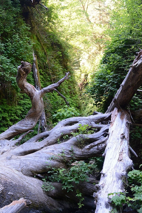 An interesting twisted tree with beautiful green foliage around it.