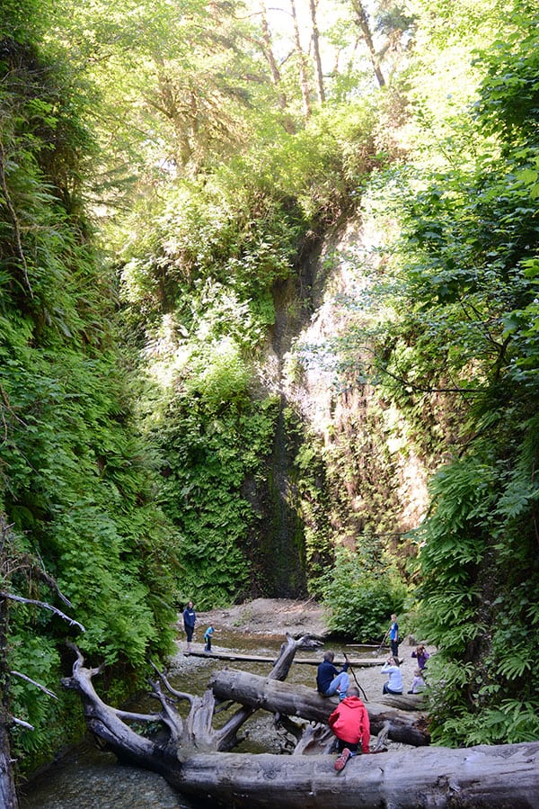 A family hiking over felled trees.