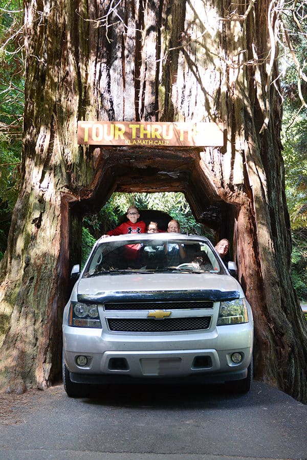 A family driving through the Klamath Drive Through Tree and sticking their heads out the window.