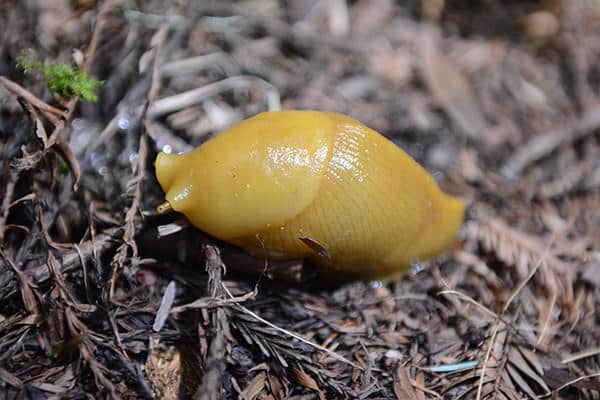 A Banana Slug.