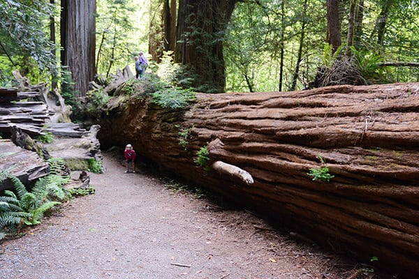 A fallen Redwood tree.
