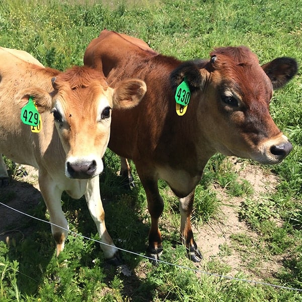 Two small brown cows. 