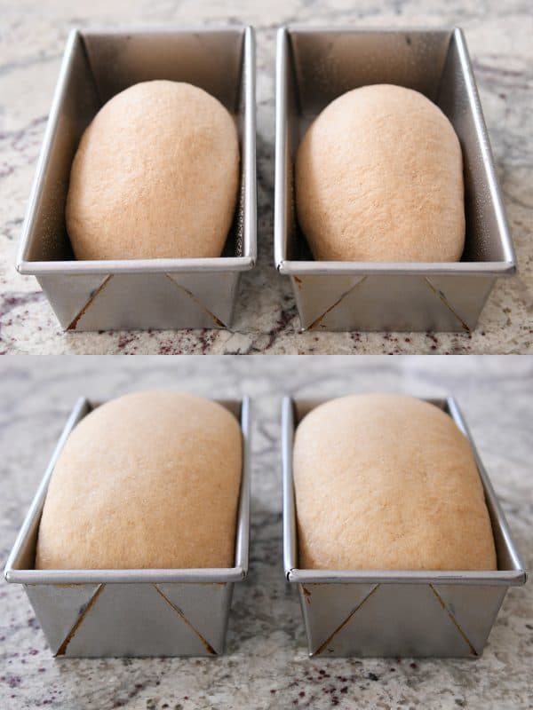 Loaves of uncooked whole wheat bread rising in their bread tins.