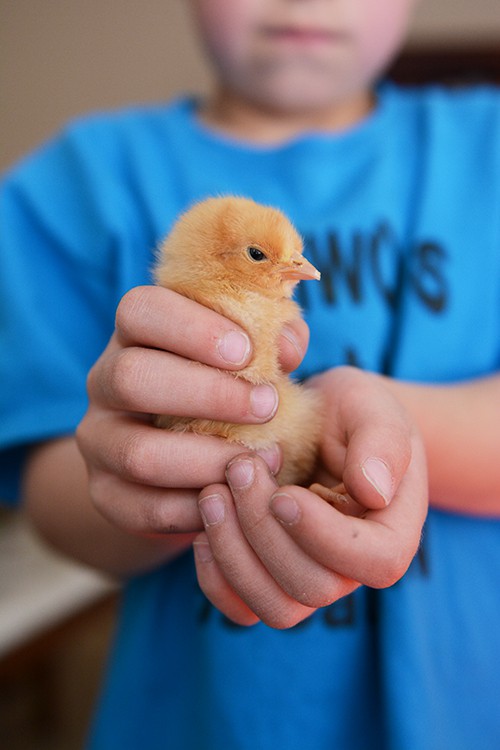 A little boy holding a baby chick.