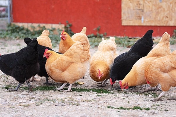 Black and orange chickens free ranging.