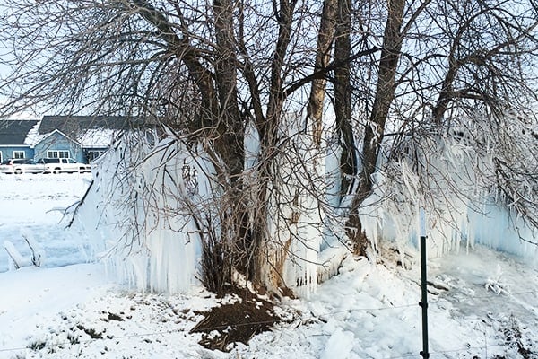 a tree full of icicles