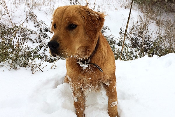 A golden retriever playing in the snow.