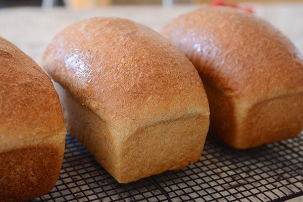 Three loaves of homemade wheat bread on a cooling rack.